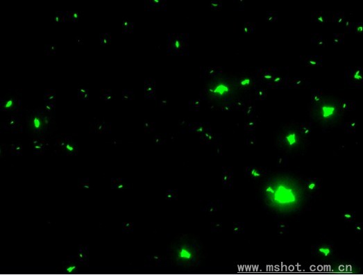 杆菌的荧光图片